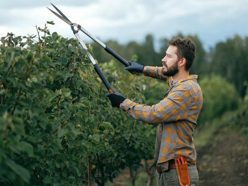 Gardener using large shears to trim plants in an outdoor garden.